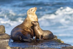 California Sea Lions, Mother and pup on rocks near the ocean, Zalophus californianus, La Jolla