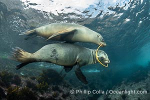 California Sea Lions Playing with Kelp, Coronado Islands, Baja California, Mexico, Zalophus californianus, Coronado Islands (Islas Coronado)