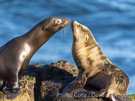 California Sea Lions at Point La Jolla, San Diego, California