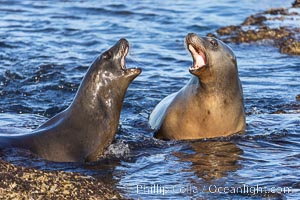 California Sea Lions at Point La Jolla, San Diego, California