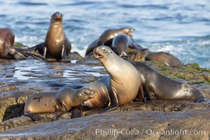 California Sea Lions Resting in the Sun, on rocky reef, La Jolla, Zalophus californianus