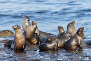 California Sea Lions Resting in the Sun, on rocky reef, La Jolla, Zalophus californianus