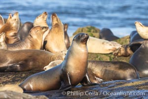 California Sea Lions Resting in the Sun, on rocky reef, La Jolla