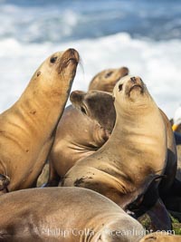 California Sea Lions Resting in the Sun, on rocky reef, La Jolla