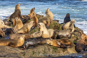 California Sea Lions Resting in the Sun, on rocky reef, La Jolla, Zalophus californianus
