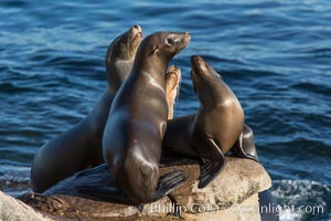 California sea lions, on rocks along the Pacific Ocean