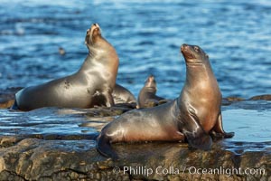 California Sea Lions on Point La Jolla, San Diego, California, Zalophus californianus