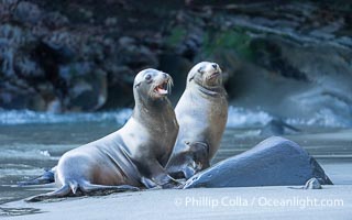 California Sea Lions on Sand Beach in La Jolla Cove, San Diego, Zalophus californianus