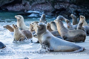 California Sea Lions on Sand Beach in La Jolla Cove, San Diego, Zalophus californianus