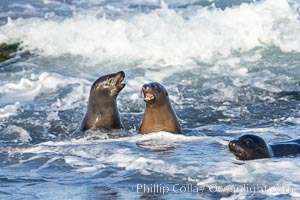 California Sea Lions socializing in the surf and waves, Zalophus californianus, La Jolla