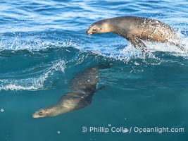 California Sea Lions Surfing Waves at La Jolla Cove, San Diego, Zalophus californianus