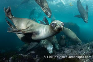 California sea lions swimming underwater, Coronado Islands near San Diego, Baja California, Mexico, Zalophus californianus, Coronado Islands (Islas Coronado)