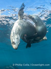 California sea lions swimming underwater, Coronado Islands near San Diego, Baja California, Mexico, Zalophus californianus, Coronado Islands (Islas Coronado)