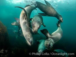 California Sea Lions Underwater, Coronado Islands, Baja California, Mexico, Zalophus californianus, Coronado Islands (Islas Coronado)