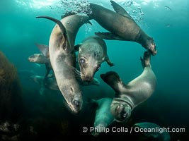 California Sea Lions Underwater, Coronado Islands, Baja California, Mexico