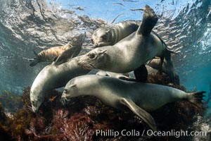 California Sea Lions Underwater, Coronado Islands, Baja California, Mexico
