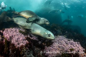 California Sea Lions Underwater, Coronado Islands, Baja California, Mexico, Zalophus californianus, Coronado Islands (Islas Coronado)