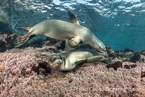 California Sea Lions Underwater, Coronado Islands, Baja California, Mexico, Zalophus californianus, Coronado Islands (Islas Coronado)