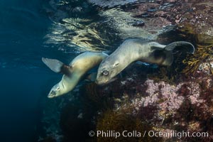 California Sea Lions Underwater, Coronado Islands, Baja California, Mexico, Zalophus californianus, Coronado Islands (Islas Coronado)
