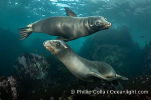 California Sea Lions Underwater, Coronado Islands, Baja California, Mexico