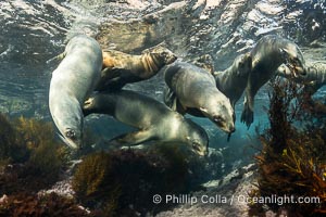 California Sea Lions Underwater, Coronado Islands, Baja California, Mexico