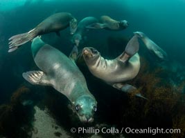 California Sea Lions Underwater, Coronado Islands, Baja California, Mexico, Zalophus californianus, Coronado Islands (Islas Coronado)