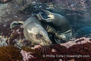 California Sea Lions Underwater, Coronado Islands, Baja California, Mexico, Zalophus californianus, Coronado Islands (Islas Coronado)