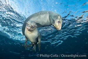 California sea lions underwater, Coronados Islands, Baja California, Mexico