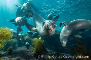 California sea lions underwater, Coronados Islands, Baja California, Mexico