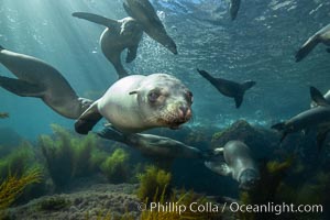 California sea lions underwater, Coronados Islands, Baja California, Mexico, Zalophus californianus, Coronado Islands (Islas Coronado)