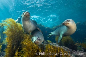 California sea lions underwater, Coronados Islands, Baja California, Mexico, Zalophus californianus, Coronado Islands (Islas Coronado)