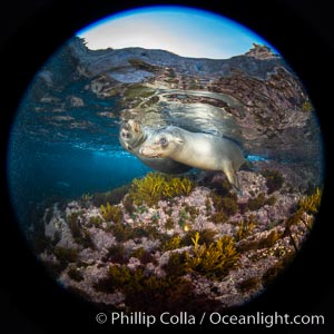 California sea lions underwater, Coronados Islands, Baja California, Mexico