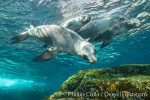 California sea lions underwater, Coronados Islands, Baja California, Mexico, Zalophus californianus, Coronado Islands (Islas Coronado)