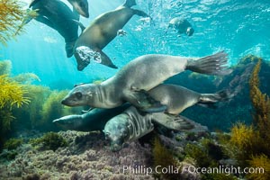 California sea lions underwater, Coronados Islands, Baja California, Mexico, Zalophus californianus, Coronado Islands (Islas Coronado)