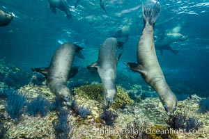 California sea lions underwater, Sea of Cortez, Mexico