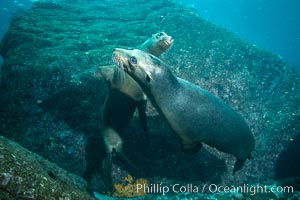 California sea lions underwater, Sea of Cortez, Mexico, Zalophus californianus