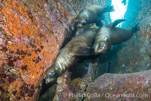 California sea lions underwater, Sea of Cortez, Mexico, Zalophus californianus