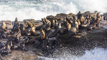 California Sea Lions socializing on rocks, with large surf and waves breaking around them
