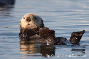 A sea otter resting, holding its paws out of the water to keep them warm and conserve body heat as it floats in cold ocean water, Enhydra lutris, Elkhorn Slough National Estuarine Research Reserve, Moss Landing, California