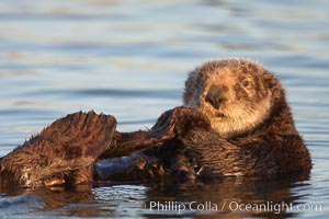 A sea otter, resting on its back, holding its paw out of the water for warmth.  While the sea otter has extremely dense fur on its body, the fur is less dense on its head, arms and paws so it will hold these out of the cold water to conserve body heat, Enhydra lutris, Elkhorn Slough National Estuarine Research Reserve, Moss Landing, California