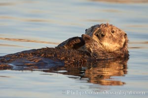 A sea otter, resting and floating on its back, in Elkhorn Slough, Enhydra lutris, Elkhorn Slough National Estuarine Research Reserve, Moss Landing, California