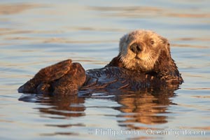 A sea otter, resting and floating on its back, in Elkhorn Slough, Enhydra lutris, Elkhorn Slough National Estuarine Research Reserve, Moss Landing, California