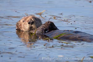 A sea otter, resting on its back, holding its paw out of the water for warmth.  While the sea otter has extremely dense fur on its body, the fur is less dense on its head, arms and paws so it will hold these out of the cold water to conserve body heat, Enhydra lutris, Elkhorn Slough National Estuarine Research Reserve, Moss Landing, California