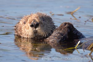 A sea otter, resting on its back, holding its paw out of the water for warmth.  While the sea otter has extremely dense fur on its body, the fur is less dense on its head, arms and paws so it will hold these out of the cold water to conserve body heat, Enhydra lutris, Elkhorn Slough National Estuarine Research Reserve, Moss Landing, California