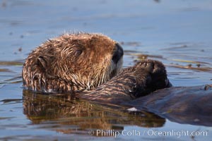 A sea otter, resting on its back, holding its paw out of the water for warmth.  While the sea otter has extremely dense fur on its body, the fur is less dense on its head, arms and paws so it will hold these out of the cold water to conserve body heat, Enhydra lutris, Elkhorn Slough National Estuarine Research Reserve, Moss Landing, California