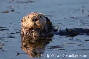 A sea otter, resting and floating on its back, in Elkhorn Slough, Enhydra lutris, Elkhorn Slough National Estuarine Research Reserve, Moss Landing, California