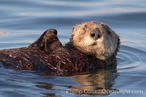 A sea otter, resting on its back, holding its paw out of the water for warmth.  While the sea otter has extremely dense fur on its body, the fur is less dense on its head, arms and paws so it will hold these out of the cold water to conserve body heat, Enhydra lutris, Elkhorn Slough National Estuarine Research Reserve, Moss Landing, California