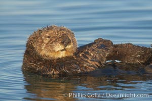 A sea otter, resting on its back, holding its paw out of the water for warmth.  While the sea otter has extremely dense fur on its body, the fur is less dense on its head, arms and paws so it will hold these out of the cold water to conserve body heat. Elkhorn Slough National Estuarine Research Reserve, Moss Landing, California, USA, Enhydra lutris, natural history stock photograph, photo id 21716