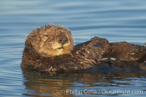 A sea otter, resting on its back, holding its paw out of the water for warmth.  While the sea otter has extremely dense fur on its body, the fur is less dense on its head, arms and paws so it will hold these out of the cold water to conserve body heat, Enhydra lutris, Elkhorn Slough National Estuarine Research Reserve, Moss Landing, California