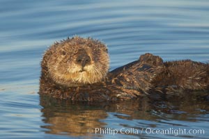 A sea otter, resting on its back, holding its paw out of the water for warmth.  While the sea otter has extremely dense fur on its body, the fur is less dense on its head, arms and paws so it will hold these out of the cold water to conserve body heat, Enhydra lutris, Elkhorn Slough National Estuarine Research Reserve, Moss Landing, California